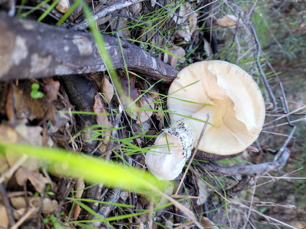 Amanita?